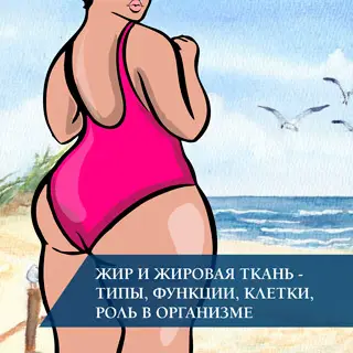 Жир и жировая ткань - типы, функции, клетки, роль в организме