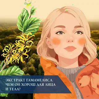 Экстракт гамамелиса. Чем он хорош для лица и тела?