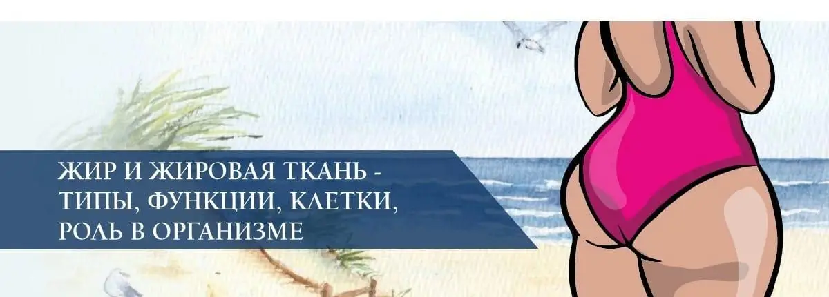 Жир и жировая ткань - типы, функции, клетки, роль в организме